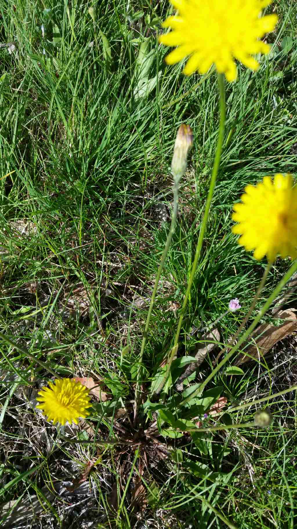 Scorzoneroides cichoriacea / Dente di leone cicoriaceo
